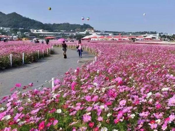 花海制作工程案例展示(图4)