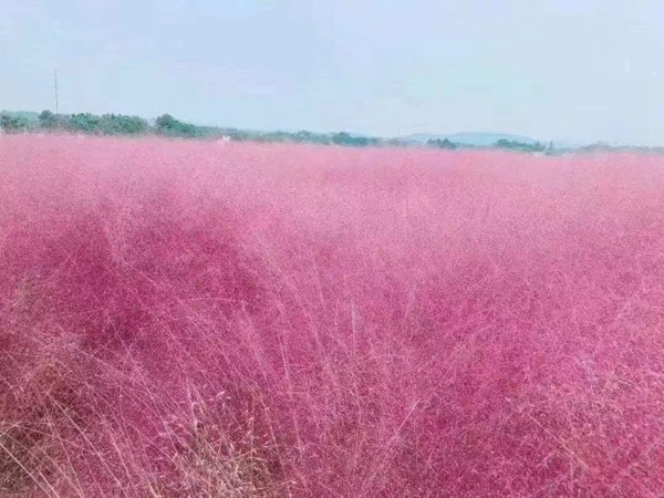 花海打造种植方案