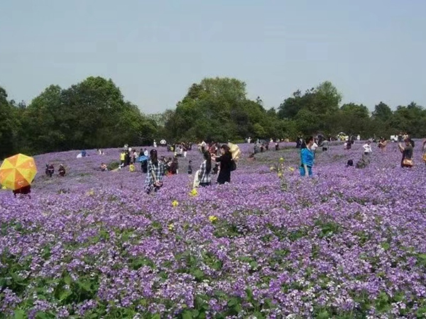 花海打造种植方案(图2)