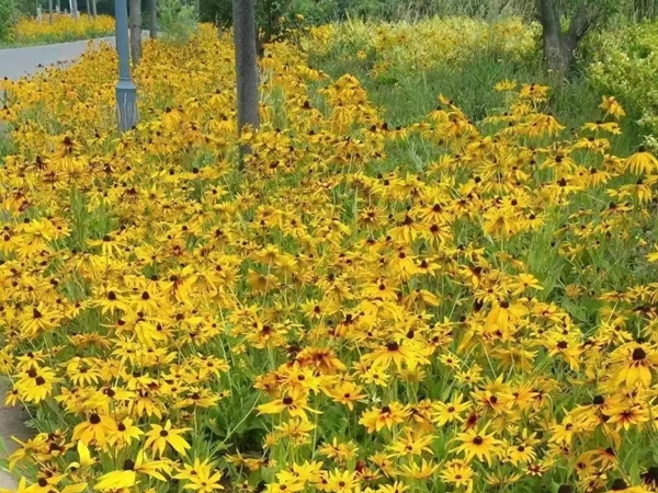 秋播后，可以种植哪些花籽(图4)